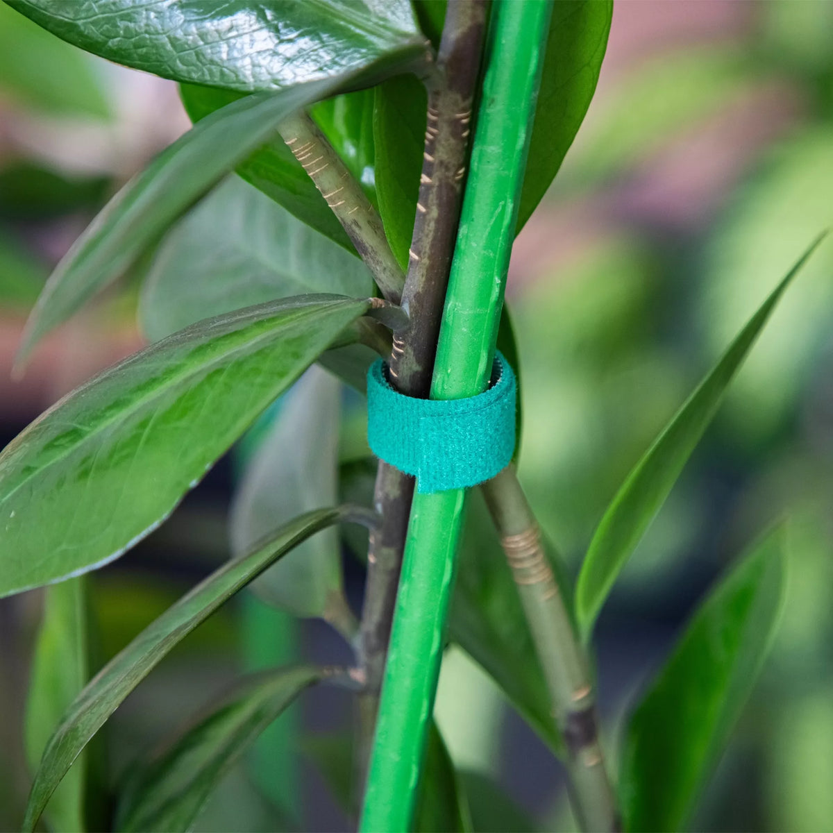 Bandă de fixare pentru plante tip Velcro