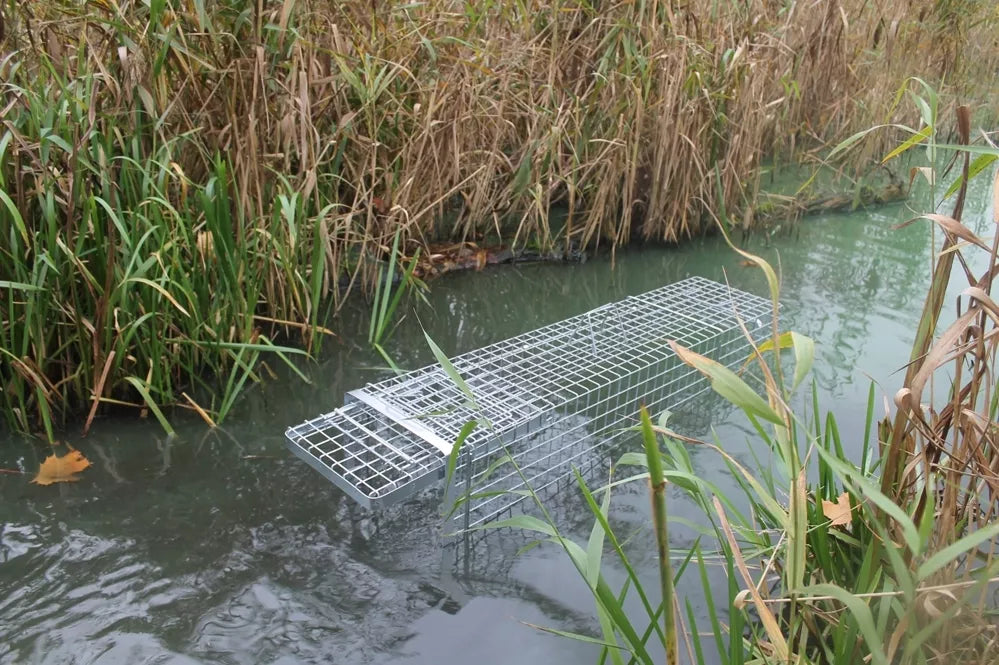 Narve, capcană, dispozitiv de capturare cu cameră pentru momeală