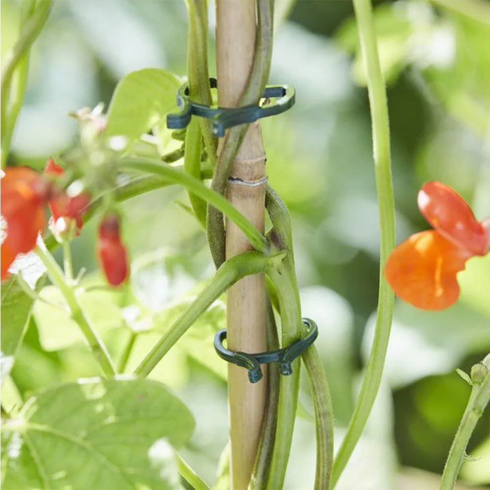 Clame pentru plante, 50 buc.