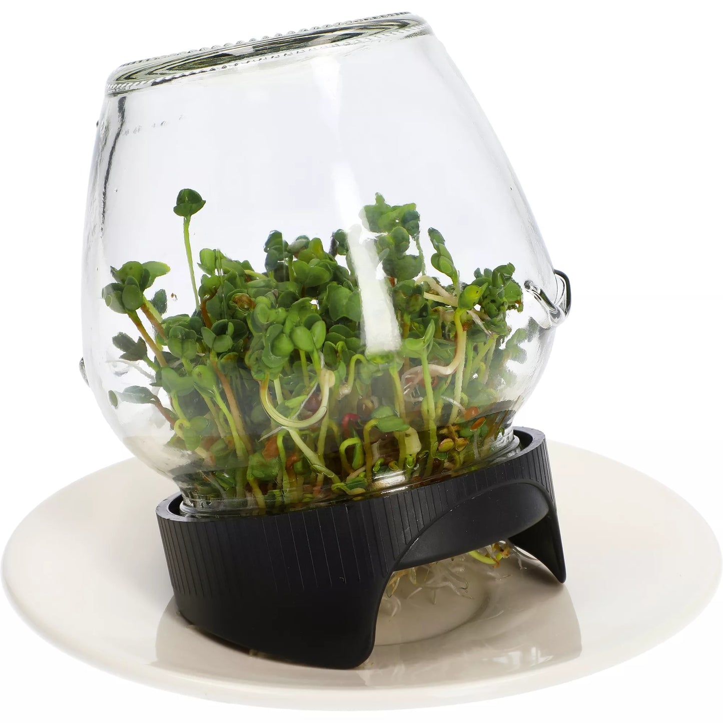 Germinator de borcan cu sită (tip twist-off)