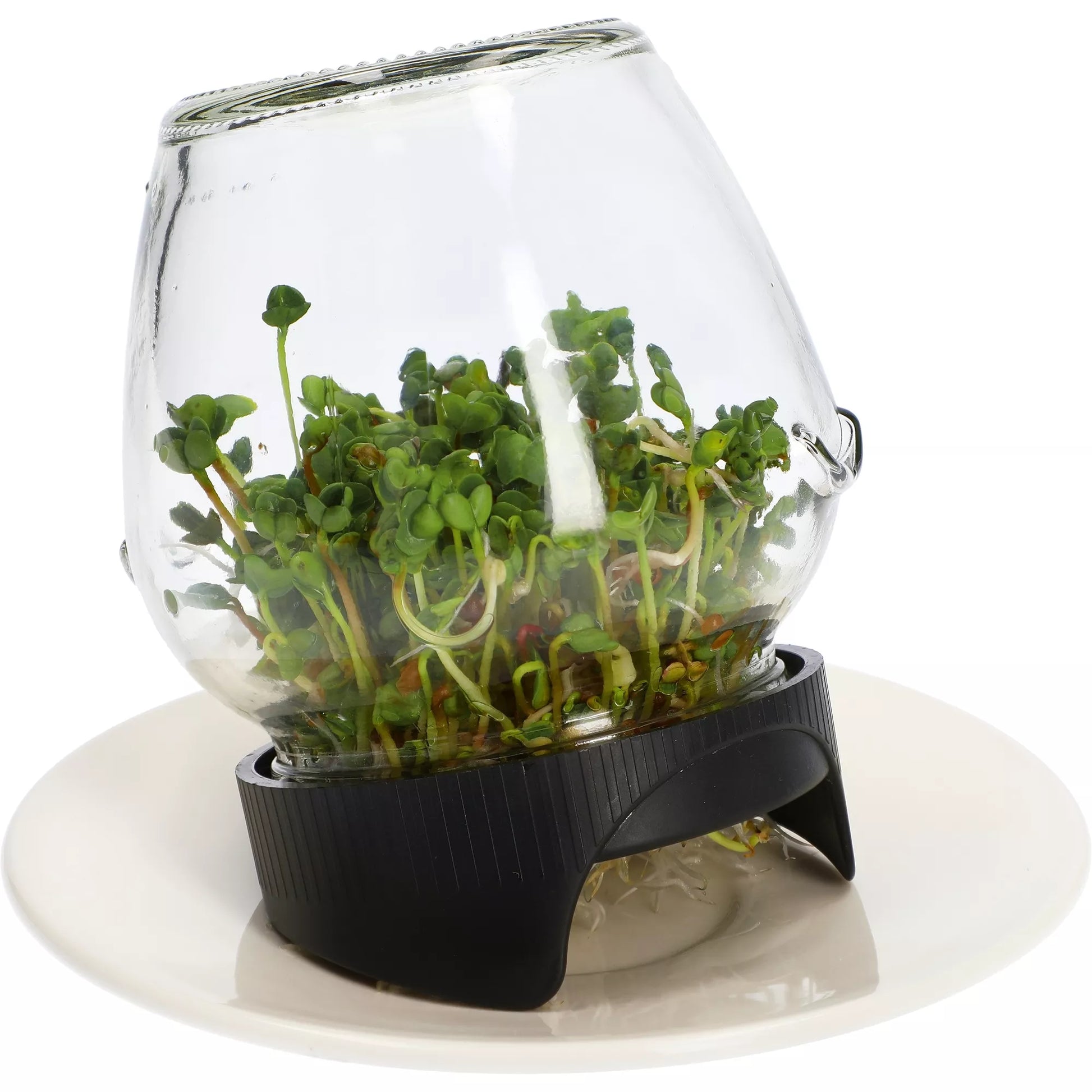 Germinator de borcan cu sită (tip twist-off)